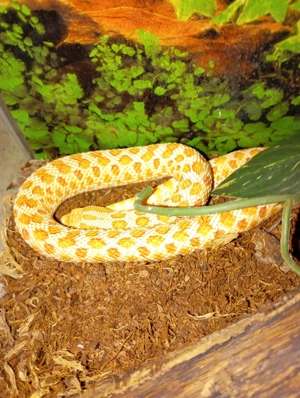 Gebe 2 Hakennasennattern ab