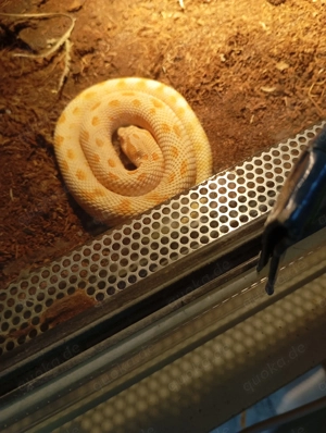 Gebe ein Paar Hakennasennattern ab