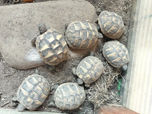 Süße gesunde Nachzuchten aus 2025 aus Hobbyzucht Griechische Landschildkröten-Testudo hermanni