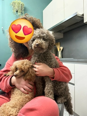 Liebevolle Zwergpudel Toypudel Welpen suchen ein Zuhause