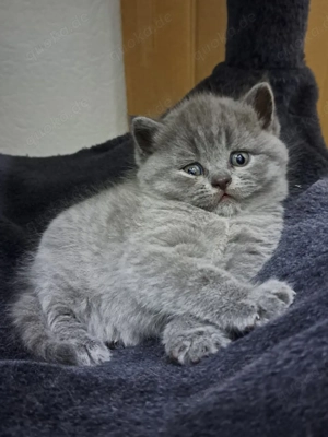 BKH (Britisch Kurzhaar) in blau Farben Kätzchen. Katzenbaby