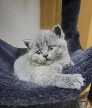 BKH (Britisch Kurzhaar) in blau Farben Kätzchen. Katzenbaby