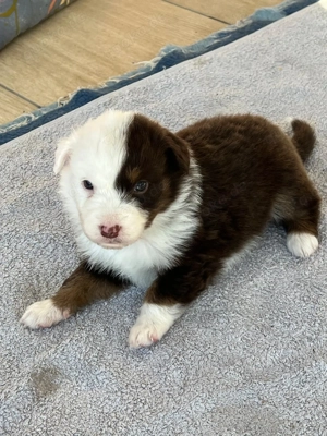 6 reinrassige Australien Shepherd Welpen zu verkaufen