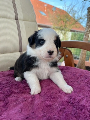 3 reinrassige Australien Shepherd Welpen zu verkaufen