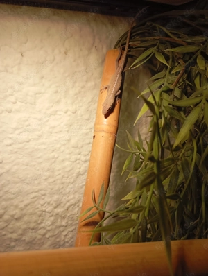 Rotkehlanolis Paar anzugeben 