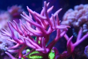 Korallen Ableger sps, Goniopora für wenig Geld