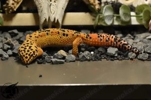 Mandarin Superblood (het TA) 0.1 Leopardgecko