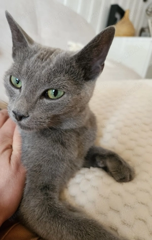 Reinrassig Russisch Blau Katze 1 Jahr