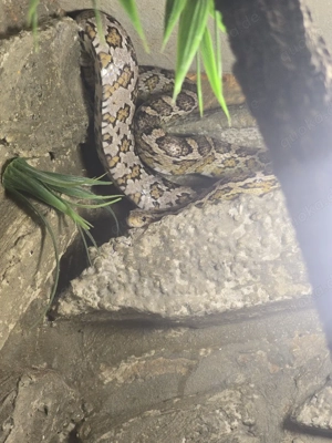 Kornnatter zu verkaufen