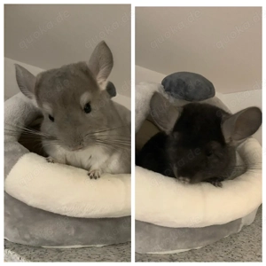 Chinchillas in liebevolle Hände abzugeben