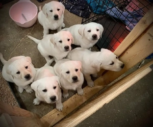 Labradorwelpen zur Adoption verfügbar     