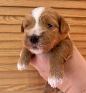 Havaneser Welpen mit Stammbaum  Abgabe Juni Bild 5