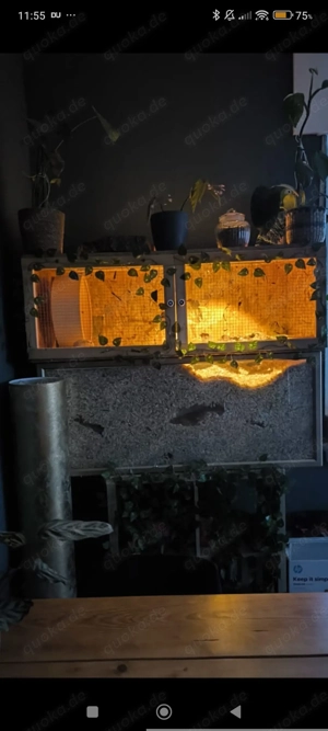 Großes & Geräumiges Gehege inkl. 1 Jahr alte Rennmaus abzugeben