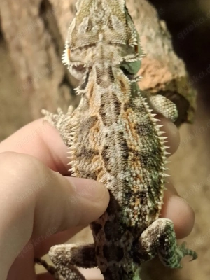 zwei süsse Bartagam Weibchen - Jungtiere