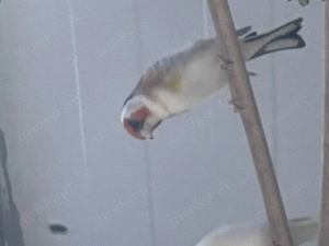 Stieglitz Major weißkehle Hahn