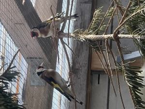 2 Europäische Stieglitz Pärchen 