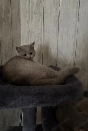 1 BKH Kater zu Verkaufen