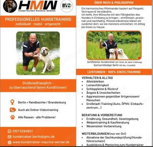 Professionelles Hundetraining   Persönlich oder auch via Videoanalyse