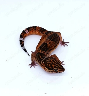 Tausch möglich gegen Raptor   1.0 Black Blood Black Night pos Raptor Leopardgecko 