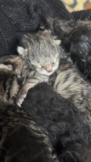 Norweger mix Katzen Babys 