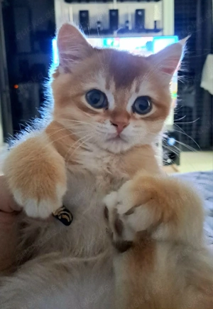 BKH Goldene Chinchillas Kater!