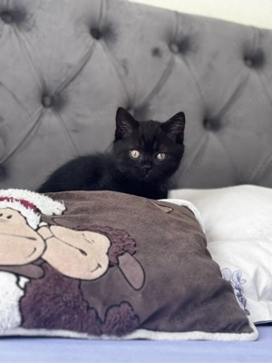   BKH Kater, 10 Wochen alt, zu verkaufen