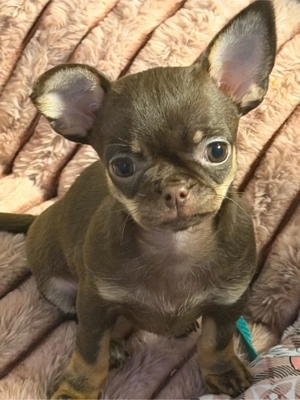 Chihuahua Hündin Auszugsbereit 