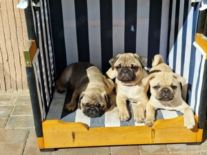 2 Mops Mädchen suchen ein neues Zuhause 