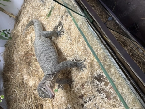  Pazifikwaran (Varanus indicus) Fehlerfrei