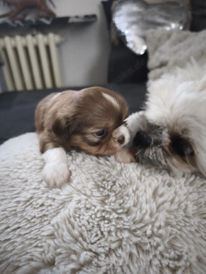 Shih-Tzu Welpen in liebevolle Hände abzugeben
