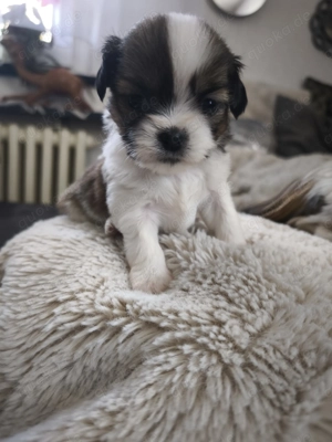 Shih-Tzu Welpen in liebevolle Hände abzugeben 