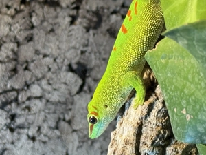 Zwei Madagaskar Taggeckos