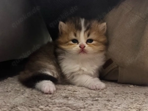 britisch kurzhaar katzenbabys
