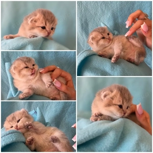 Wunderschöne Britisch kurzhaar kätzchen abzugeben 