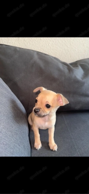 Chihuahua Welpe Kurzhaar