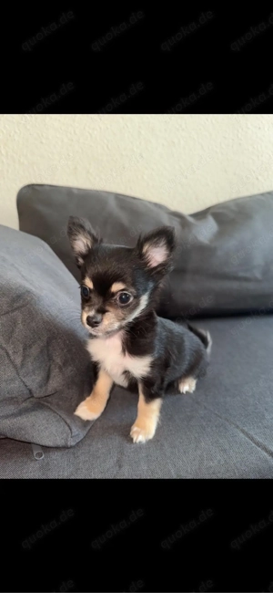 Chihuahua Welpen Kurzhaar und Langhaar