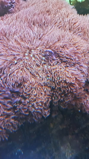 Erythropodium caribaeorum, Affenhaar Braun