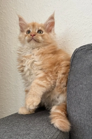 Maine Coon Kitten