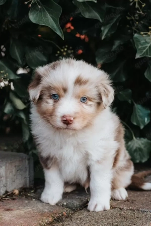 Typvollen Australian Shepherd Welpen 