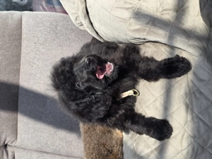 Pudel Hündin 14 Wochen sucht ein liebevolles Zuhause 