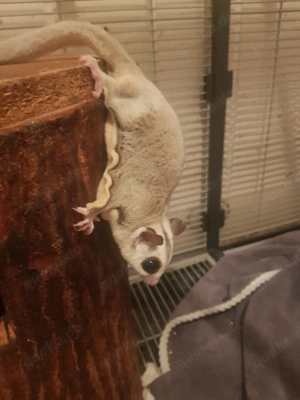 flughörnchen suger glider M