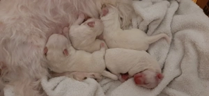 Süße Malteser Welpen suchen liebevolles Zuhause