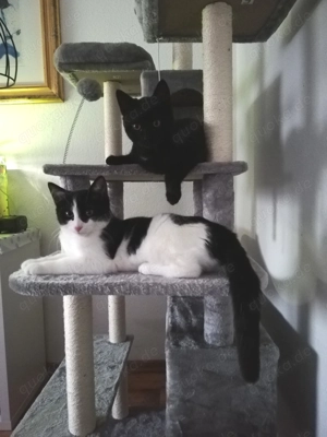 Zwei liebe und verschmuste Kater in verantwortungsvolle Hände abzugeben! 