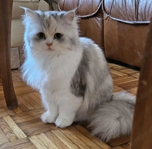 Britische Kurzhaar & Langhaar Katzen   Lolo & Lucy (nur zusammen)