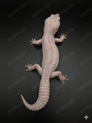 1.0 Leopardgecko Blizzard 