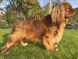 Cavalier King Charles Spaniel Deckrüde ruby !kein Verkauf! Bild 2