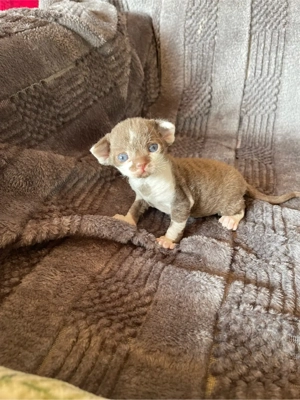 devon rex  choko-weiss bikolor Deckkater   FIFE Stammbaum 