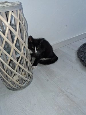 Lucky sucht neues Zuhause 