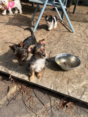 Yorkshire Terrier welpen dürfen ausziehen