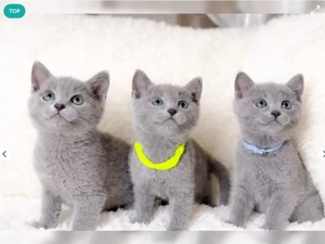 British Kurzhaar Kitten suchen ein liebevolles zuhause